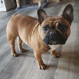 Paisley - French Bulldog