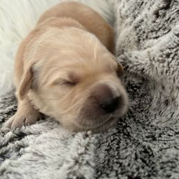 Girl 1 - female Golden Retriever puppy in Morris, Connecticut from Sterling Goldens