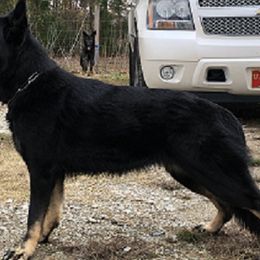 Bootz - German Shepherd