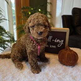 Pink Collar Gracie - Red  female Goldendoodle puppy in Bristol, Tennessee from 4goldendoodles