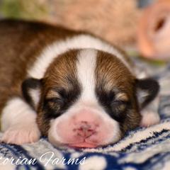 Hickory - Red male Pembroke Welsh Corgi puppy in East Canton, Ohio from Victorian Farms