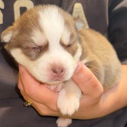 Miata - Chocolate female Pomsky puppy in Greenfield, Minnesota from SRF Pomskies