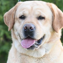 Golden Retrievers, Labrador Retrievers, and Maltese from Four Seasons