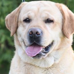 Golden Retrievers, Labrador Retrievers, and Maltese from Four Seasons
