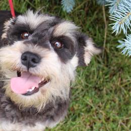 Darla - Miniature Schnauzer