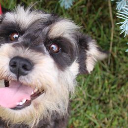 Darla - Miniature Schnauzer