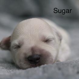 Sugar - White female Miniature Schnauzer puppy in Tremonton, Utah from Rocky Mountain Schnauzer