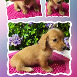 Coral - Red female Dachshund puppy in Townsend, Georgia from Salt Creek Dachshunds