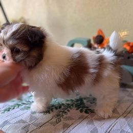 Mi-Ki and West Highland White Terrier Puppies from Cricket Hill’s Westies and Shekinah’s Mi-Kis