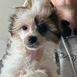 Hero - Black white and tan male Chinese Crested puppy in New Haven, West Virginia from EverCrest