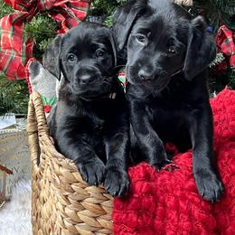 Labrador Retriever Puppies from Mayfield Farm