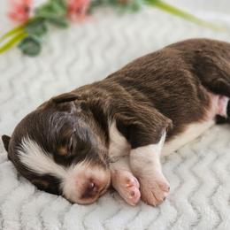 Ruger - Red tri-color male Australian Shepherd puppy in Mountain Grove, Missouri from K Bar H Farms