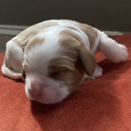 "Rowan, my sweet baby boy. We love you ❤️" Cavalier King Charles Spaniel Puppies from Eastwick Paws Cavaliers