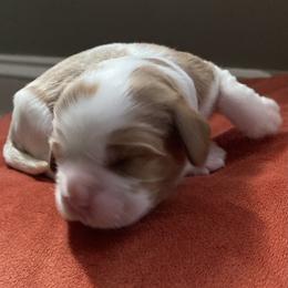"Rowan, my sweet baby boy. We love you ❤️" Cavalier King Charles Spaniel Puppies from Eastwick Paws Cavaliers