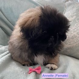 Pekingese Puppies from Peke'Lets Pekingese
