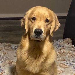 Australian Terriers, Chesapeake Bay Retrievers, and Golden Retrievers from Breezeswept Kennel