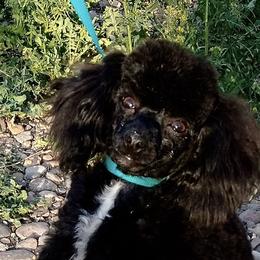 Roxie - Poodle