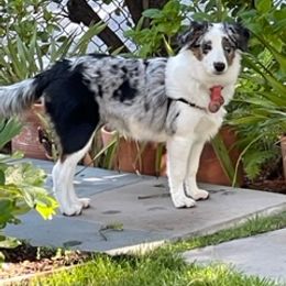 Miniature Australian Shepherd Puppies from Amberwood DD Aussies