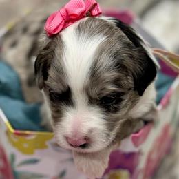Pink collar toy - Blue merle female Aussiedoodle puppy in 32046, Florida from River Hill Ranch