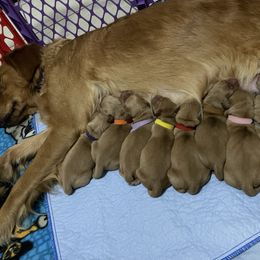 Golden Retriever Puppies from Sydney’s Goldens
