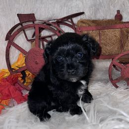 Ace - Black male Miniature Schnauzer puppy in Silsbee, Texas from My Little Schnauzer Pals