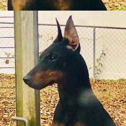 JJ  - Manchester Terrier