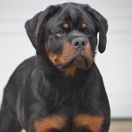 CHASE - Black and mahogany male Rottweiler puppy in Dawson Springs, Kentucky from Lakeview Rottweilers