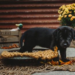 Labrador Retriever Puppies from Prince Labradors