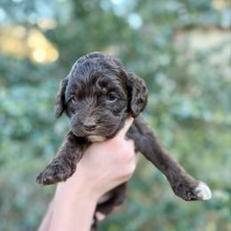 Coco - Brown and white female Cockapoo puppy in Tallahassee, Florida from Panhandle Pups