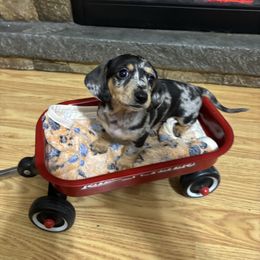 Scarlett - Dapple female Dachshund puppy in Pocola, Oklahoma from D & F Doxies