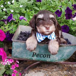 Pecan - Miniature Schnauzer puppy in Vernal, Utah from High Uinta Schnauzers