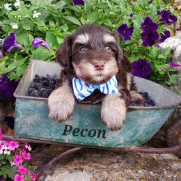 Pecan - Miniature Schnauzer puppy in Vernal, Utah from High Uinta Schnauzers