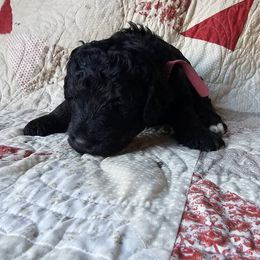 Bernedoodle Puppies from Joyful Pastures Homestead