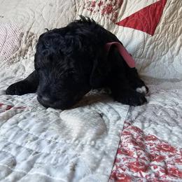 Bernedoodle Puppies from Joyful Pastures Homestead
