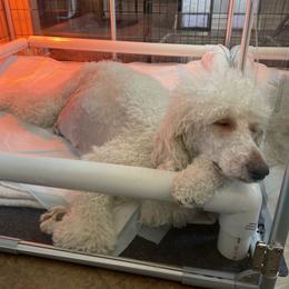 Mochi - Poodle