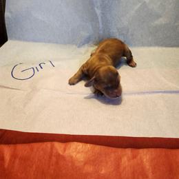 Girl 3 - Cream female Dachshund puppy in Coweta, Oklahoma from Adney Acres Dauchshunds