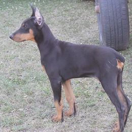 Doberman Pinscher Puppies from Cascade Ranch