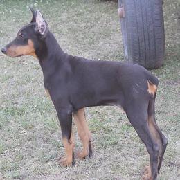 Doberman Pinscher Puppies from Cascade Ranch