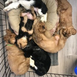 Cavalier King Charles Spaniel Puppies from Hit Parade Cavaliers