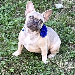 Jelly - Blue fawn female French Bulldog puppy in Union City, Tennessee from West Tennesse Frenchies