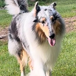 Blitz - Collie