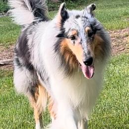 Blitz - Collie