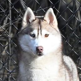 Butter - Siberian Husky