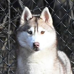 Butter - Siberian Husky