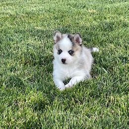 Pomsky Puppies from Promise Land Pomskies