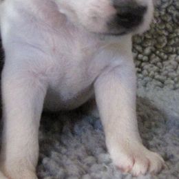 Jack Russell Terrier Puppies from Spritely Jack Russell Terriers