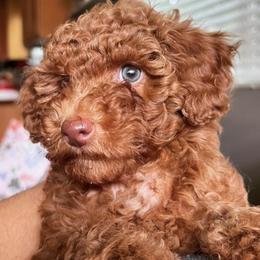 Poodles from Oso’s Red Toy, Mini, & Standard Poodles