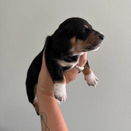 Easy - Black and tan male Dachshund puppy in Hutto, Texas from B & D Dachshunds
