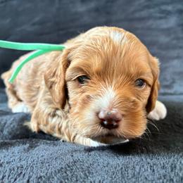Muriel - Golden female Cockapoo puppy in Adrian, Oregon from ApplebyFarm