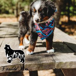 Miniature Australian Shepherd and Toy Australian Shepherd Puppies from Fireside Toy & Mini Aussies